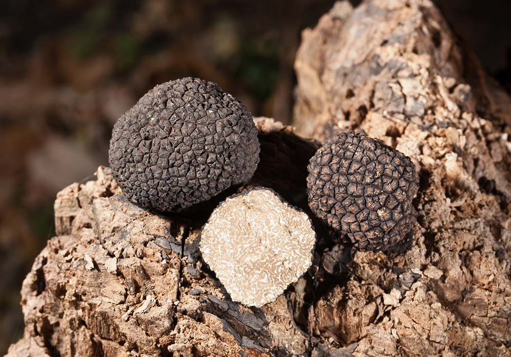 ��� Ʈ����