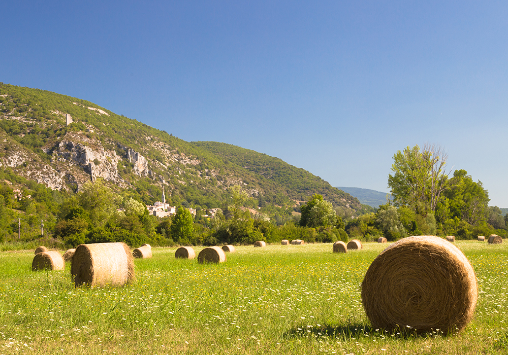 ������ ����