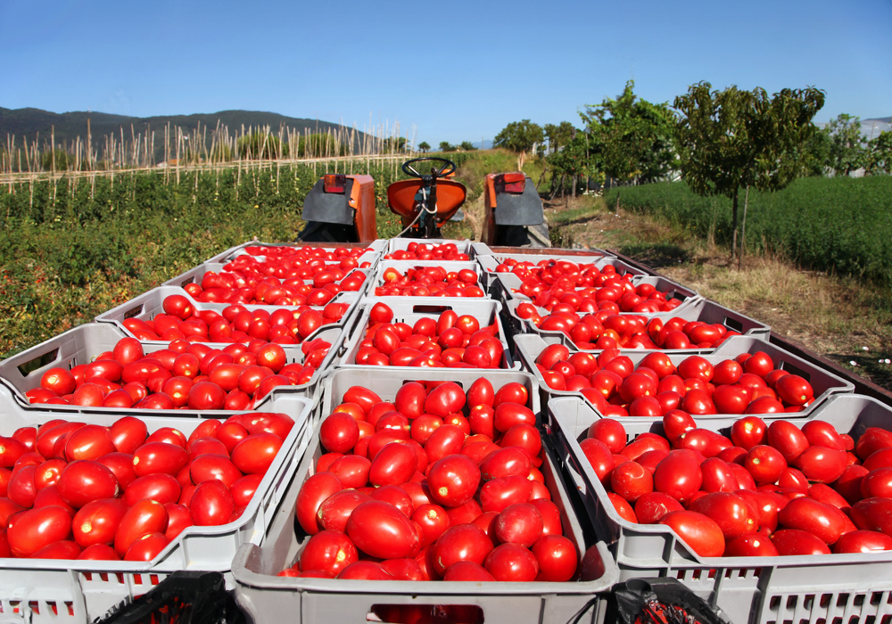 ��Ż����