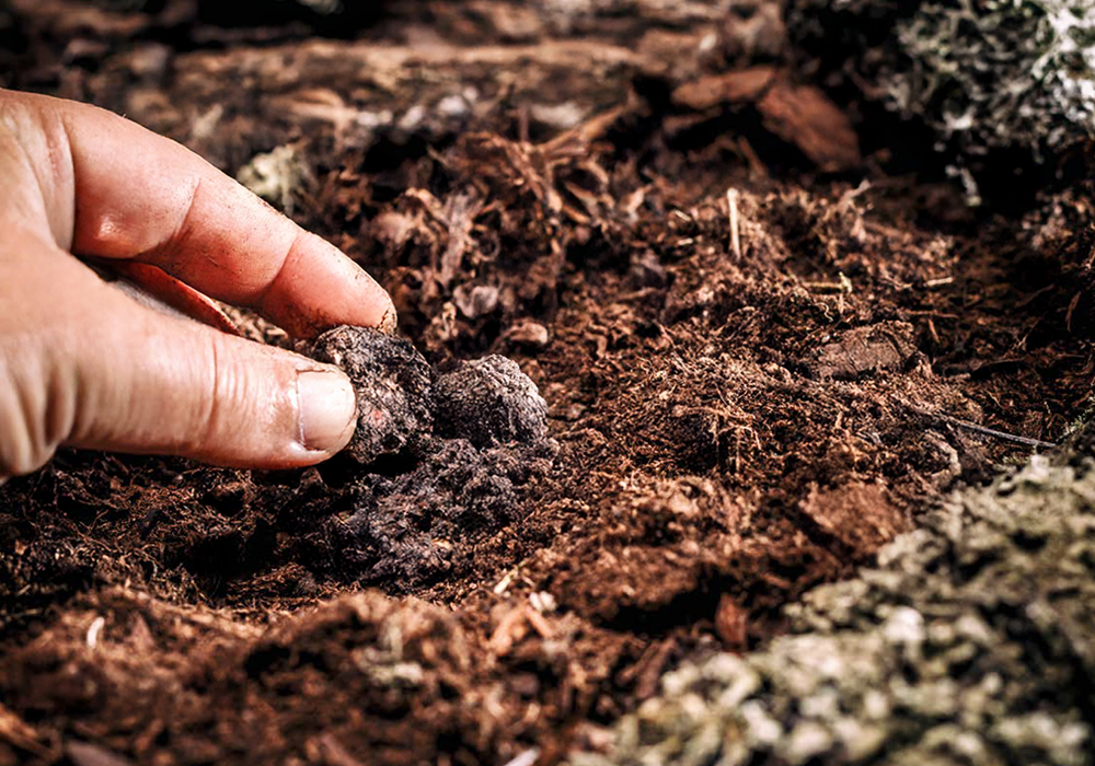 �����˶�� Ʈ����