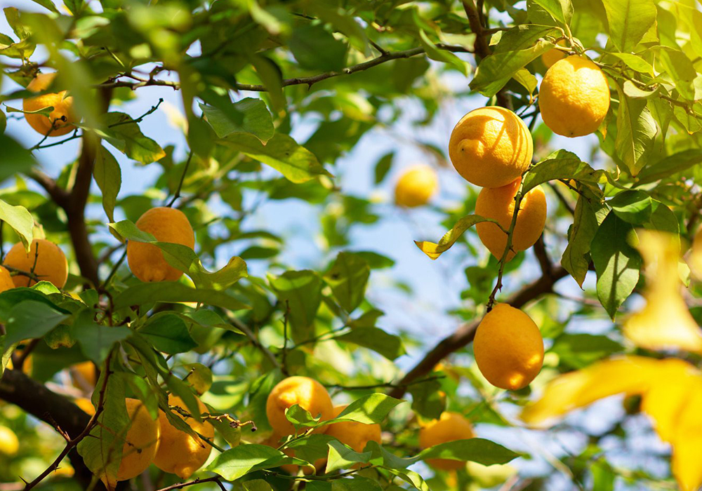 ��ĥ����